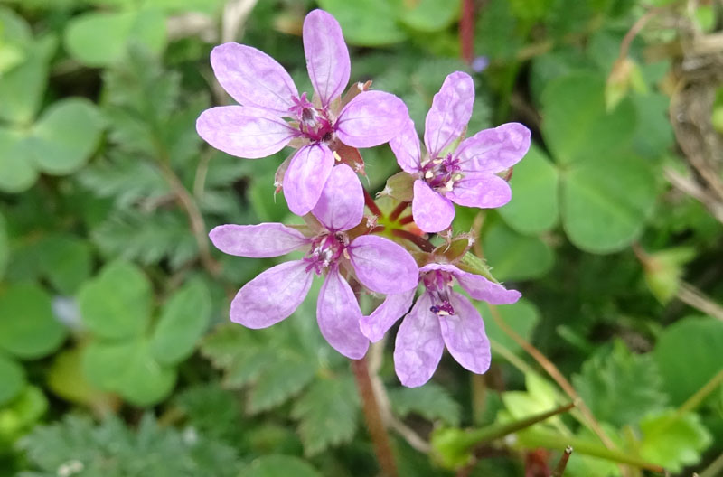 Erodium cicutarium - Geraniaceae